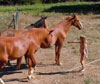 Les chevaux de Solongo