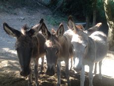 The donkeys